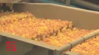 Kiremko Pellet Snacks Frying Line [upl. by Saihtam]