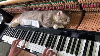 Cat Sleeps Comfortably Over Piano as Owner Plays a Lively Tune  10342231 [upl. by Amsab]