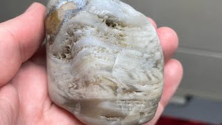 Lake Michigan Fossils  Stromatoporoid or Sponge Fossil [upl. by Ahsikam]