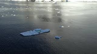 Crabeater Seals of Antarctica [upl. by Ayhtnic479]