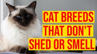 10 Cat Breeds That Dont Shed Or Smell All Cats [upl. by Faustena]