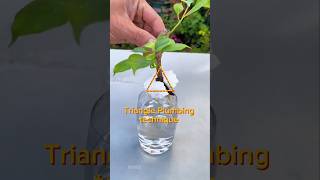 How effective is Triangle Plumbing techniques Bougainvillea Maintenance tips graft [upl. by Maynord]