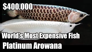 400000 Fish Worth more than Lambo Worlds Most Expensive Fish Platinum Snow White Arowana Price [upl. by Onabru]