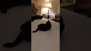 When cats help make the bed faturing Boo and Binx [upl. by Bausch]