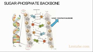 SUGAR PHOSPHATE BACKBONE Simplified [upl. by Jefferson]