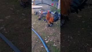 Sabeelpot bantam chicken 🐔 shorts ytshortsfeed trending youtubeshorts viral reels [upl. by Paik594]