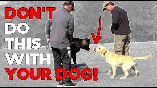 The Right Way to Introduce Dogs and Control Excitement [upl. by Prud]