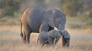 naturgeräusche entspannung  tiergeräusche raten  tiergeräusche baby [upl. by Elolcin778]