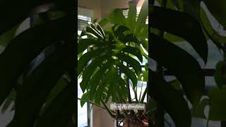 One of My Monsteras Monstera fenestrations growth botany botanical jungleplants indoorplants [upl. by Konstantine]