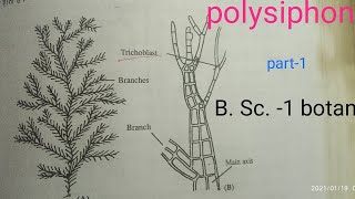 Polysiphonia RHODOPHYCEAE General Characters of thallus cell st [upl. by Bailie]