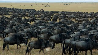 The Great Wildebeest Migration A Breathtaking Journey Across Africa [upl. by Barty]