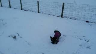 Bertie and Maddies first time seeing snow [upl. by Laine]