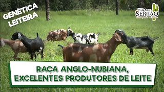 RAÇA ANGLONUBIANA EXCELENTES PRODUTORES DE LEITE ovinos caprinos anglonubiano [upl. by Gerstein823]