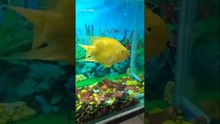 Once I caught fish alive fish aquarium [upl. by Konyn]