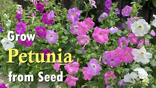 How to Grow Petunia from Seed  An Easy Planting Guide [upl. by Burford]