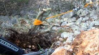 SandevBonsai Yamadori series  collecting from the wild rocky terrain IIwmv [upl. by Hite]