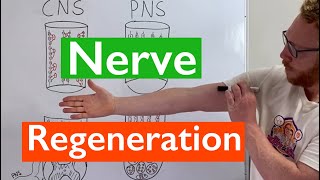 Nerve Regeneration  Spinal Cord vs Peripheral Nerves [upl. by Ailuj]