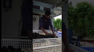 sonali aseel kadaknath chicks delivery Chandhana farms amp hatcheries [upl. by Arihat]