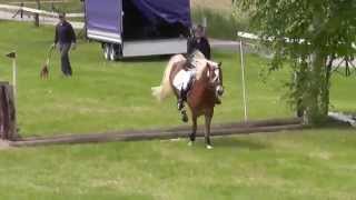 Haflinger Gelände Gunzenhausen 2014 [upl. by Beall223]