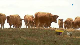 Avec la sécheresse les éleveurs peinent à nourrir leurs bovins [upl. by Hasty]