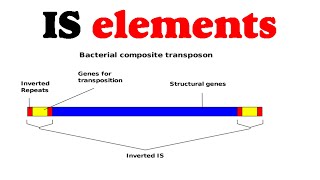 IS elements [upl. by Percival]