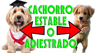 Cachorro estable vs cachorro adiestrado [upl. by Mirelle]