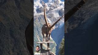 greenscreen ytshorts markhor wildlife facts animals information shortvideo nationalanimalpk [upl. by Sid270]