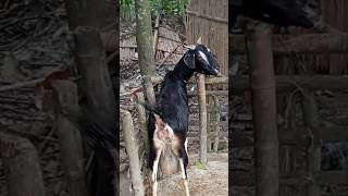 Lots of two goats they very beautiful surprising shoots we enjoy202468 [upl. by Cnut]