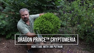 Dragon Prince™ Cryptomeria  Perfect Dwarf Foundation Plant [upl. by Auehsoj]