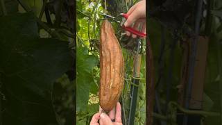 Luffa Peeling Reveals Luffa Sponge [upl. by Gaw785]