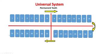 Dentition revision [upl. by Anirtal832]