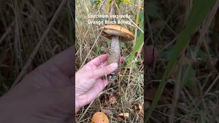 leccinumversipelle leccinum orangebirchbolete bolete wildlife ediblemushrooms wildedible [upl. by Ydna]