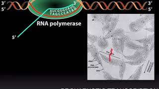 Prokaryotic Transcription Part 2 [upl. by Gustafsson]