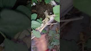 Removing pumpkin Plant from My Garden A StepbyStep Guide short ytshorts viral shorts [upl. by Eserehs341]