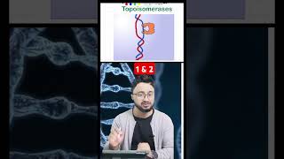 Topoisomerases dna biotechnology molecularbiology csirnet topoisomerase [upl. by Netsuj]