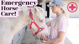 Emergency Horse Care  This Esme Ad [upl. by Almat]