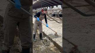 Farm Life Cowshed Cleaning with a Hardworking Farm Girl 🐄💫 [upl. by Manning819]