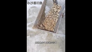 戶外捕魚：漁民用小沙蚤垂釣海鮮 釣魚 釣魚的樂趣只有釣魚人懂 原來釣魚才是抖音運動頂流 [upl. by Aneehsram]