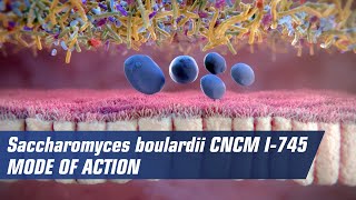 Mode of action of Saccharomyces boulardii CNCM I745 [upl. by Cinomod457]