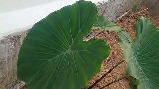 Health benefits of pathrode leaves colocasia leaf [upl. by Ihsoyim930]