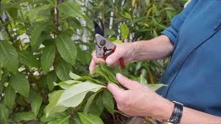 Taking cuttings from Fuchsia  Burncoose Nurseries [upl. by Bussy]