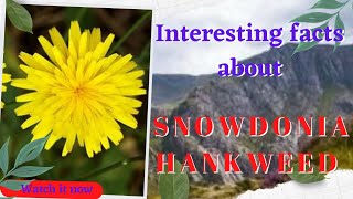 RARE SNOWDONIA HAWKWEED  Cherry9 [upl. by Alisander]