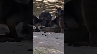 Adorable Wallabies Enjoying a Meal [upl. by Erbe]