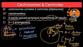 Centrosome and centriol  cell biology class 11 neetug [upl. by Neillij]