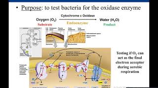 Lab 57 Oxidase Test [upl. by Yrennalf]