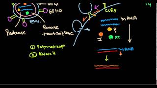 HIV life cycle [upl. by Shakti698]