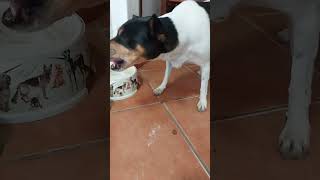 Perro Ratonero Bodeguero Andaluz saca con su boca el pienso del plato y se lo come fuera [upl. by Natye]