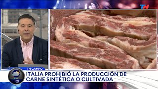 CAMPO I Italia prohibió la producción de carne cultivada [upl. by Kcirret]