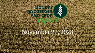 Monday Mycotoxin and Crop Report for November 27 2023 [upl. by Nivrehs911]