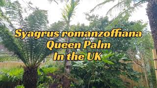 Syagrus romanzoffiana Coco queen Palm overwintered in the UK [upl. by Morganica]